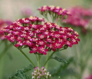 ACHILLEE_MILLEFOLIUM.jpg