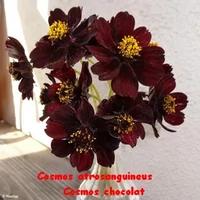 COSMOS_ATROSANGUINEUS_COSMOS_CHOCOLAT.webp