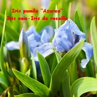 IRIS_PUMILA_AZUREA_IRIS_NAIN_OU_DE_ROCAILLE.webp
