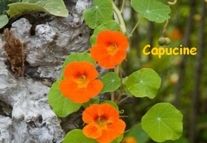 CAPUCINE.jpg