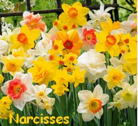 NARCISSES1.jpg