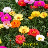 POURPIER.jpg