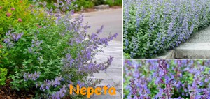 NEPETA.jpg