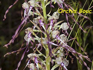 ORCHIS_BOUC_2.jpg