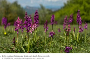 ORCHIS_MASCULA.jpg