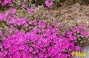PHLOX1.jpg