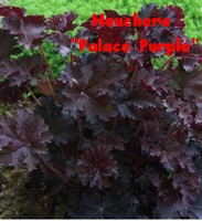 HEUCHERA_PALACE_PURPLE.jpg