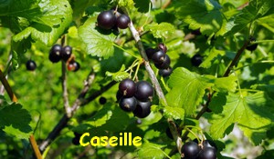 CASEILLE.jpg