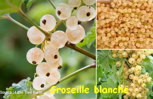 GROSEILLIE_BLANCHE.jpg
