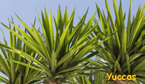 YUCCA.jpg