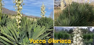 YUCCA_GLORIOSA.jpg