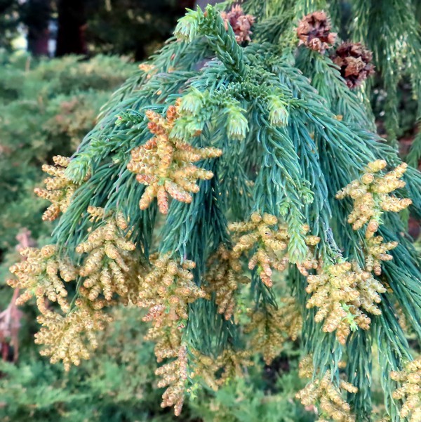 Cryptomeria_japonica_3.JPG