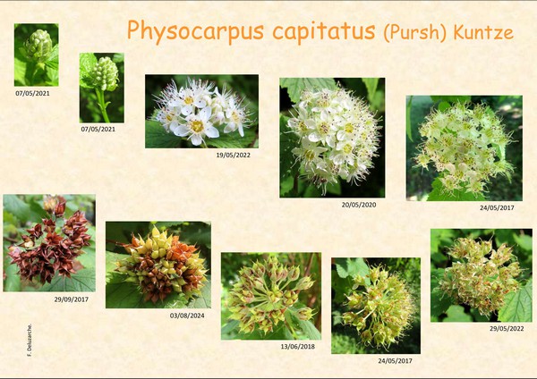 Physocarpus__capitatus_0.jpg