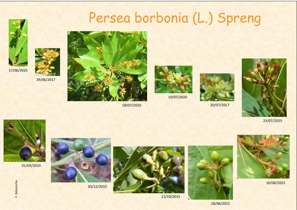 Persea_borbonia_0.jpg