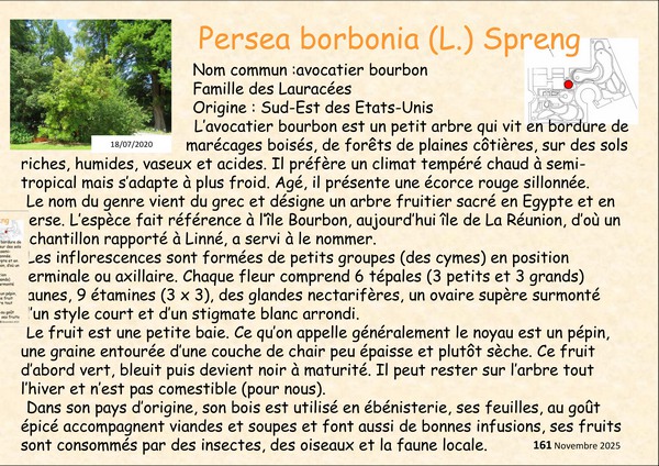 Persea_borbonia_8.jpg