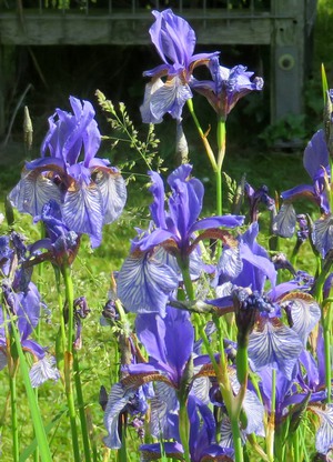 Iris_Sibirica_02.jpg
