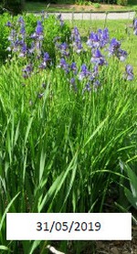 Iris_Sibirica_03.jpg