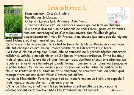 Iris_Sibirica_05.jpg