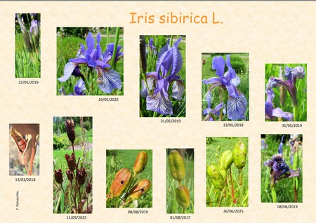 Iris_Sibirica_06.jpg