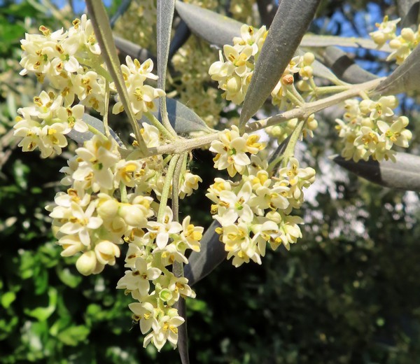Olea_europaea.JPG