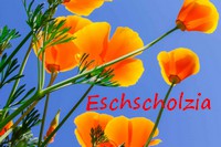 ESCHSCHOLZIA.jpg
