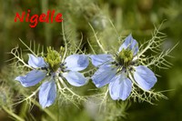 NIGELLE_DE_DAMAS.jpg
