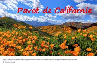 PAVOT_CALIFORNIE.jpg