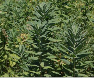 EUPHORBE_CHARACIAS.jpg