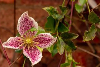 CLEMATIS_1.jpg