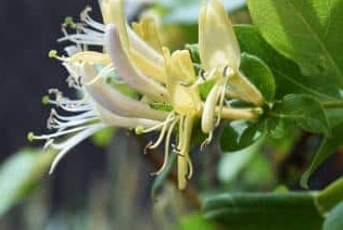 lonicera.jpg