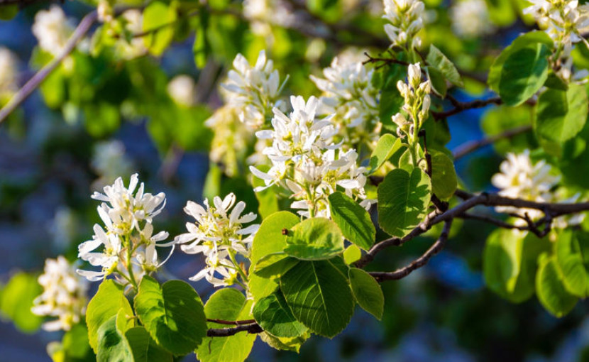 AMELANCHIER.jpg