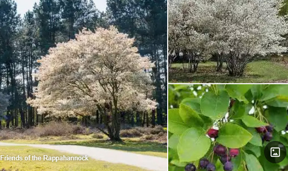 AMELANCHIER_CANADENSIS.jpg