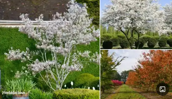 AMELANCHIER_de_Larmack.jpg