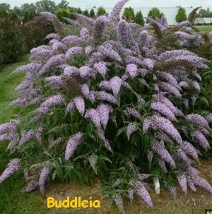 BUDDLEIA2.jpg