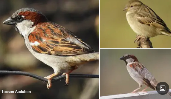 MOINEAU_DOMESTIQUE.jpg