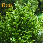 BUIS.webp