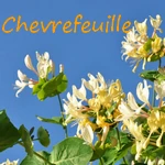 CHEVREFEUILLE.webp