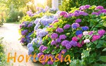 HORTENSIA.jpg