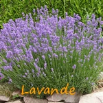 LAVANDE.webp