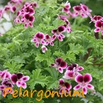 PELARGONIUM.webp