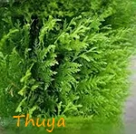 THUYA.webp