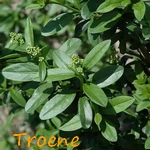 TROENE.webp