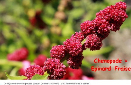 EPINARD_FRAISE_CHENOPODE.jpg