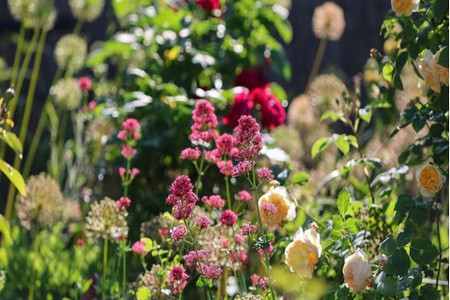 FLEURS_INCREVABLES.jpg