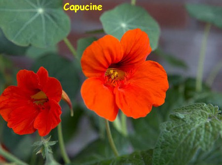 CAPUCINE.jpg