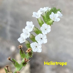 HELIOTROPE_PROMESSEFLEURS.jpg