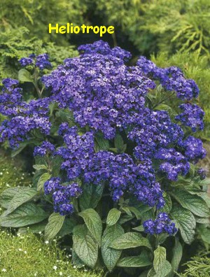 HELIOTROPE_PROMESSEFLEURS2.jpg