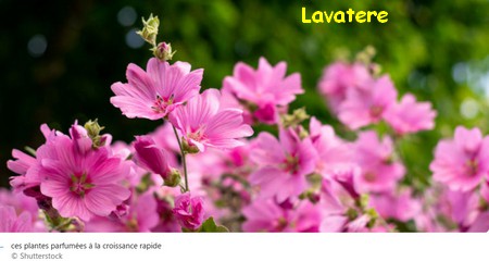 LAVATERE.jpg