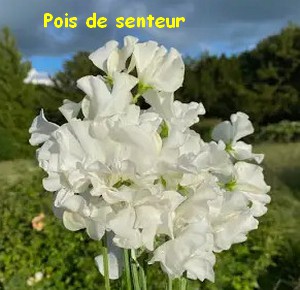 POIS_SENTEUR.jpg
