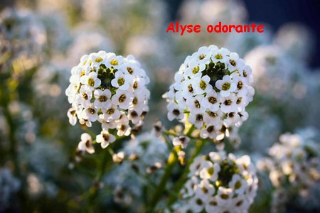 ALYSE_ODORANTE_2.jpg
